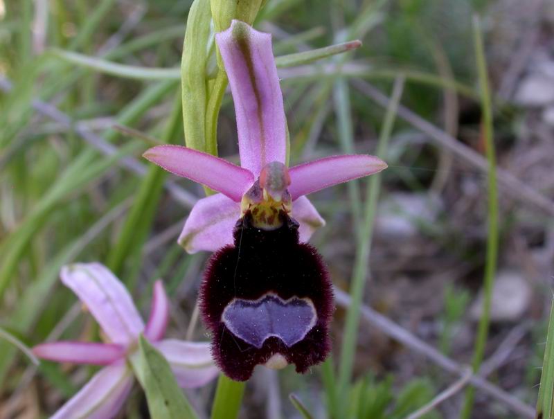 Ophrys bertolonii